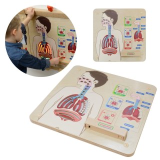 Tablica Edukacyjna Układ Oddechowy Montessori Lumarko!