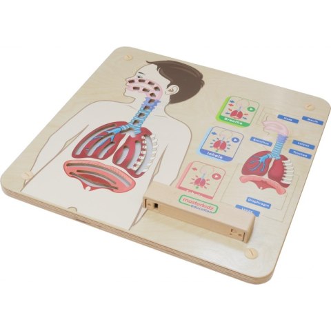 MASTERKIDZ Tablica Edukacyjna Układ Oddechowy Montessori Lumarko!