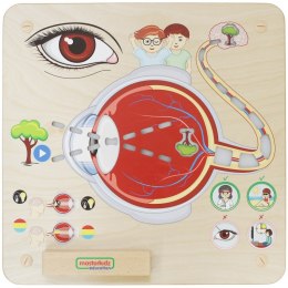 Tablica Edukacyjna Zmysł Wzroku Montessori Lumarko!