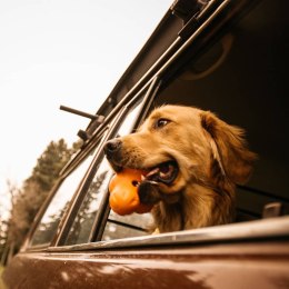 Zabawka dla psa Tux z Zogoflexu, pomarańczowa, rozmiar L Lumarko