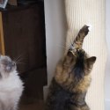 Worek wspinaczkowy dla kota, sizalowy, 180 cm Lumarko!
