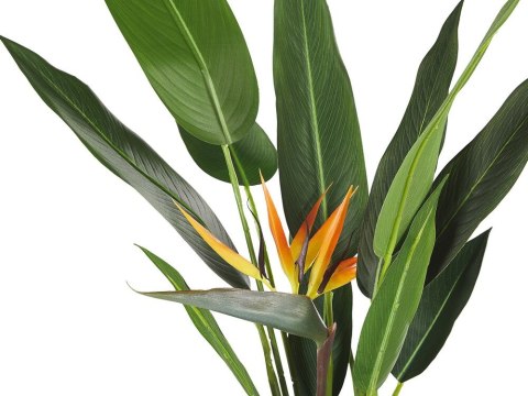 Sztuczna roślina doniczkowa 115 cm STRELITZIA TREE