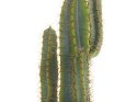 Sztuczna roślina doniczkowa 78 cm CACTUS Lumarko!