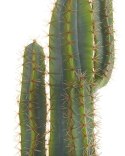 Sztuczna roślina doniczkowa 78 cm CACTUS Lumarko!