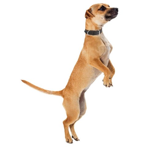 Obroża dla psa ze skóry naturalnej brązowa vintage rozmiar S/M Petsome18P02S