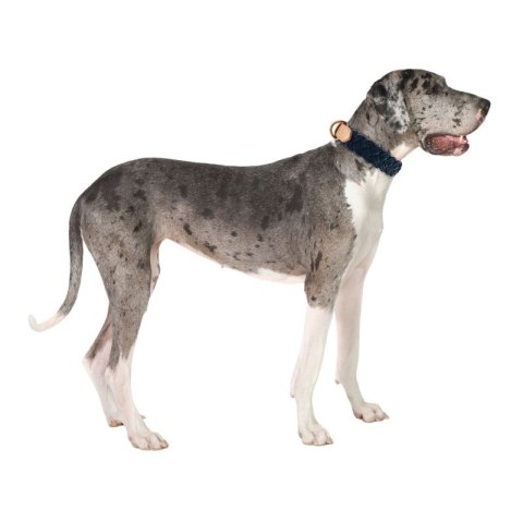 Niebieska skórzana obroża dla psa rozmiar L pleciona Petsome 12P07L