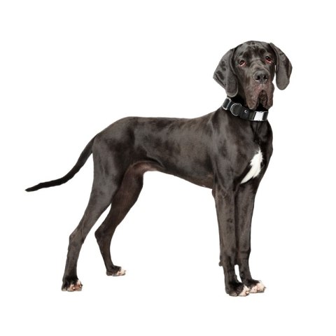 Solidna obroża z canvasu dla psa rozmiar L 15P06L