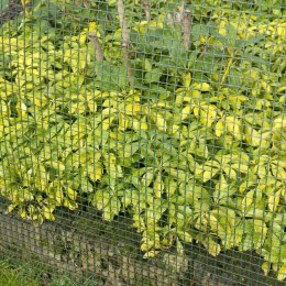  Mata ogrodowa z siatki, 5x5 mm 1x3 m, zielona Lumarko!